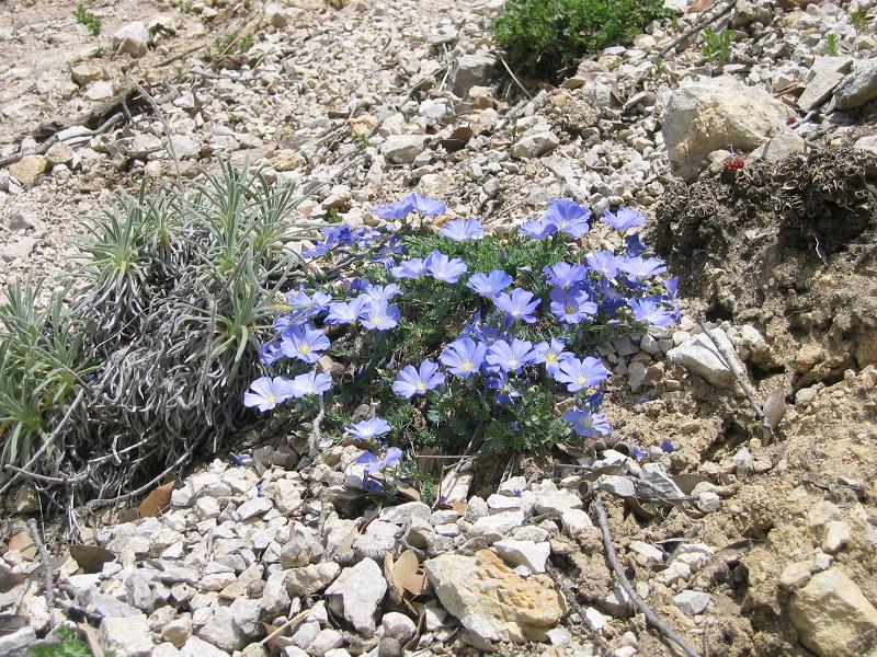 Linum punctatum / Lino punteggiato